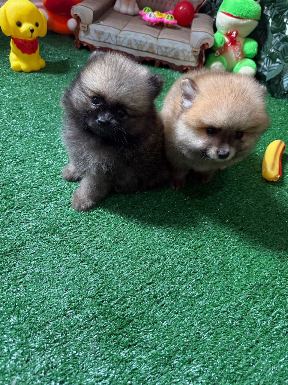 Spitz alemão  - Foto 3