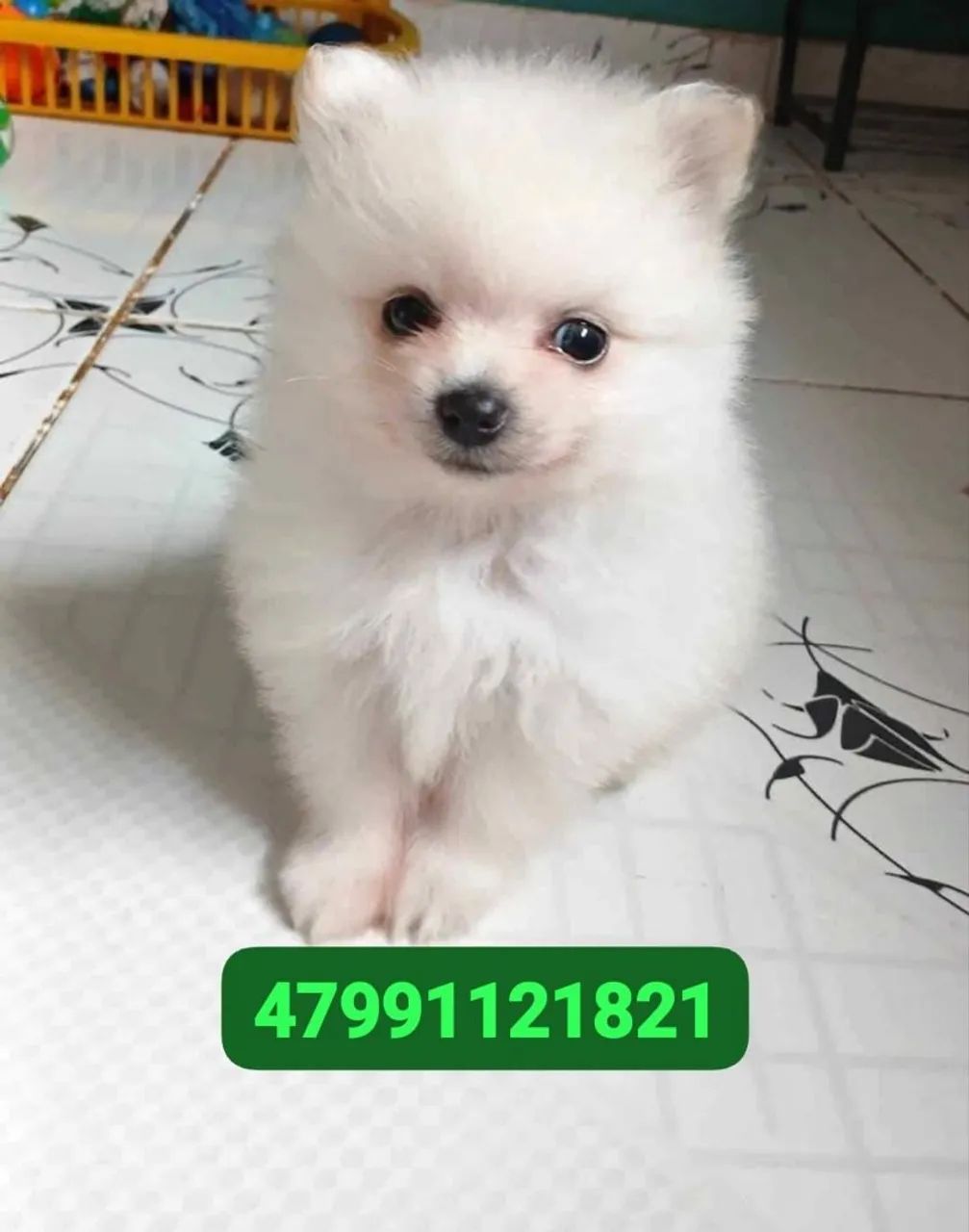 Spitz Alemão 