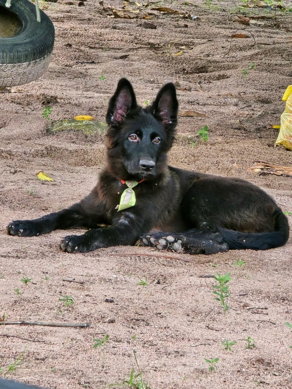Cão pastor 