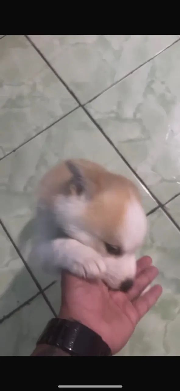 Husky seberiano  - Foto 2