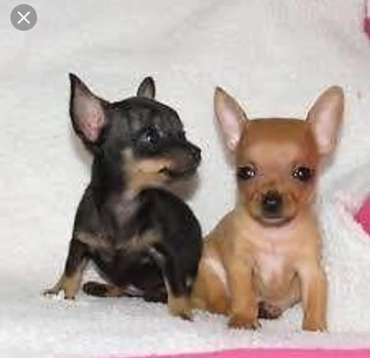 Pincher 0 lindos filhotes machos e fêmeas 