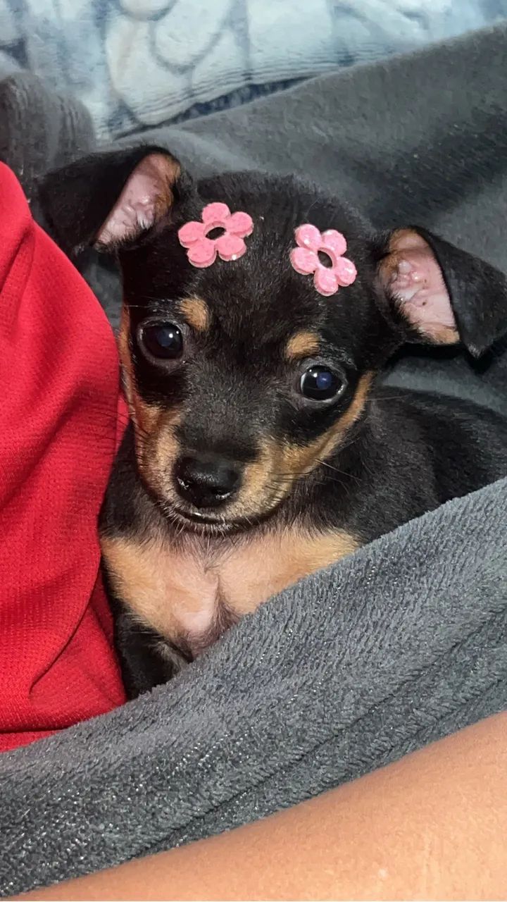 Pinscher Fêmea e Macho 