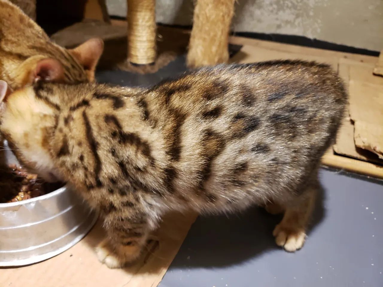 Gato Bengal  - Foto 4