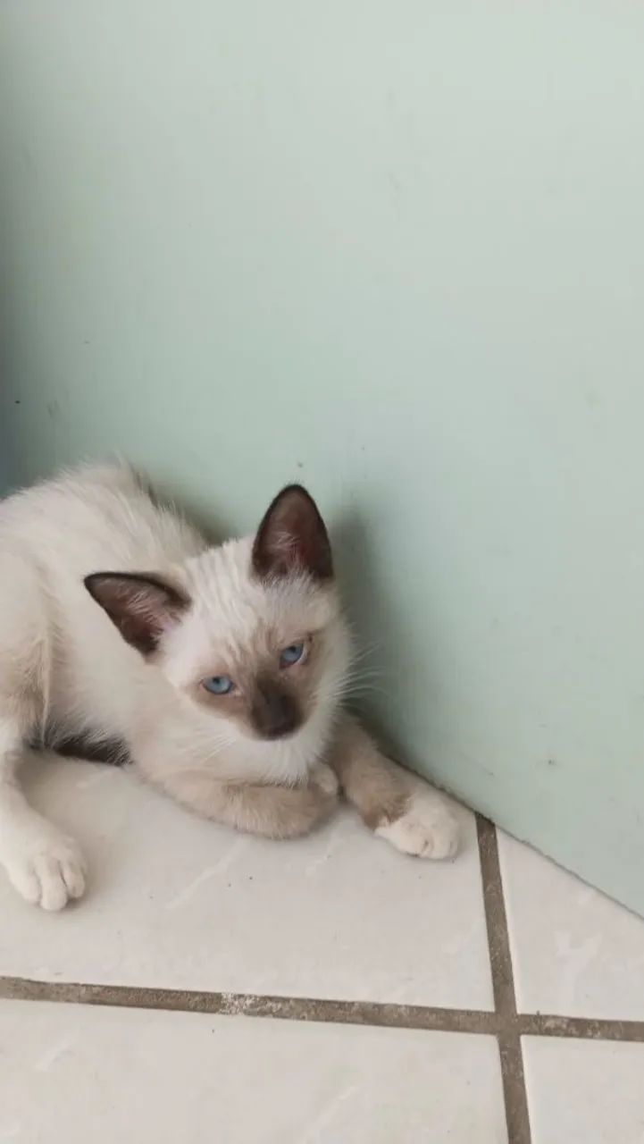 Gatos para adoção 