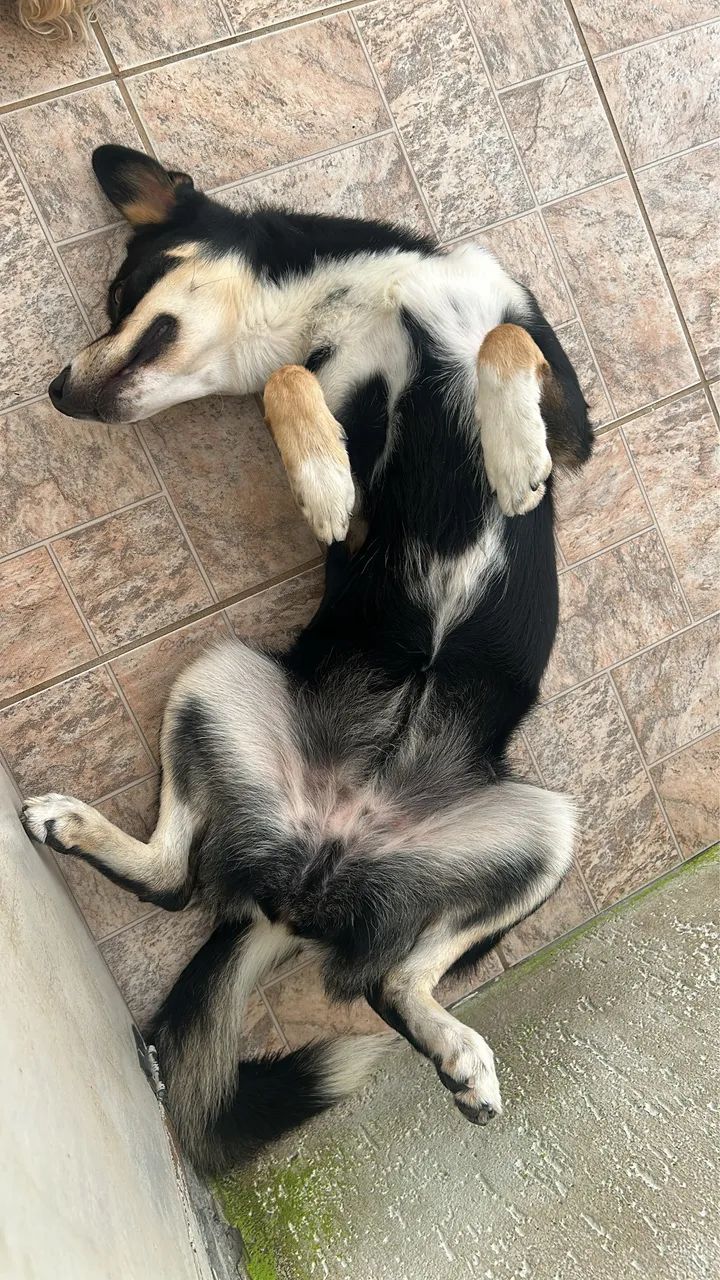 Doa-se cachorra 