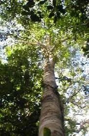  Copaiba -Copaifera langsdorffii- (Vendo mudas) - Foto 4