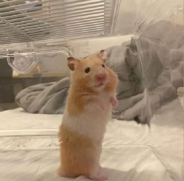 Hamster sirio