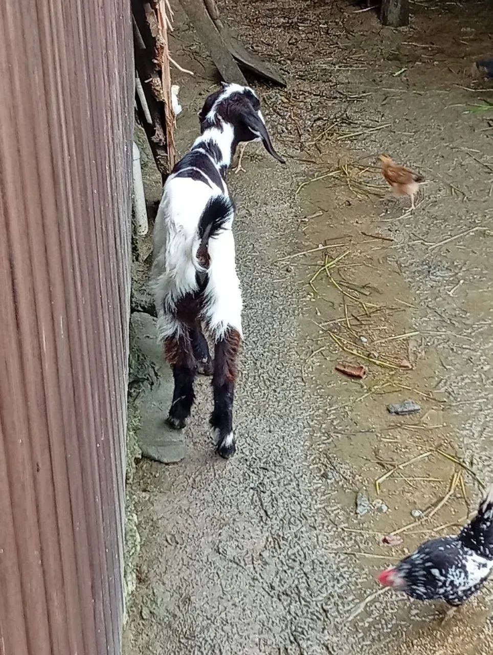 Cabrito  - Foto 2