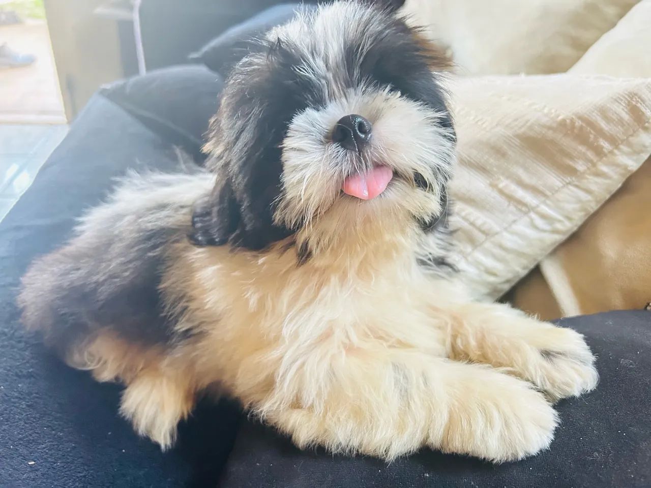 Shihtzu macho - Foto 3