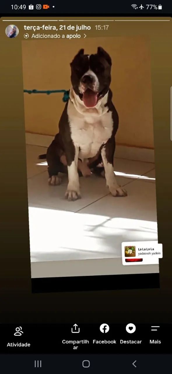 Pitibul - Foto 2