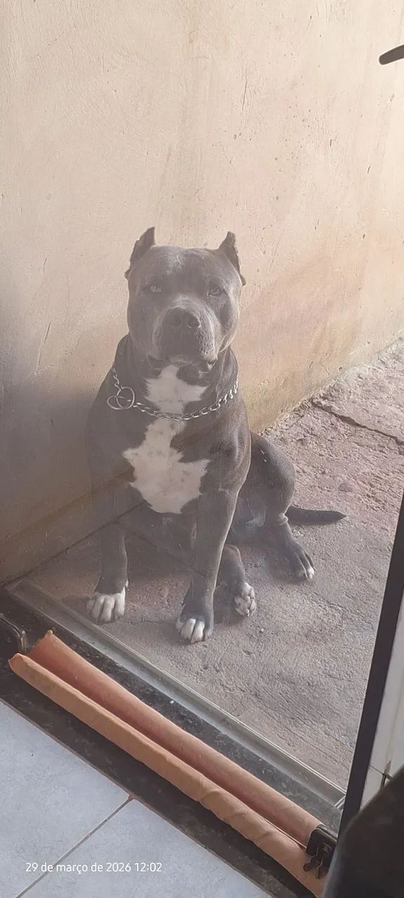 Pitmonster Blue  - Foto 2