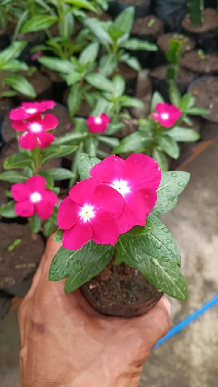 Vinca, boa noite  - Foto 5