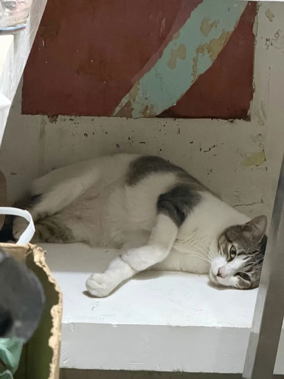 Gato para adoção  - Foto 4