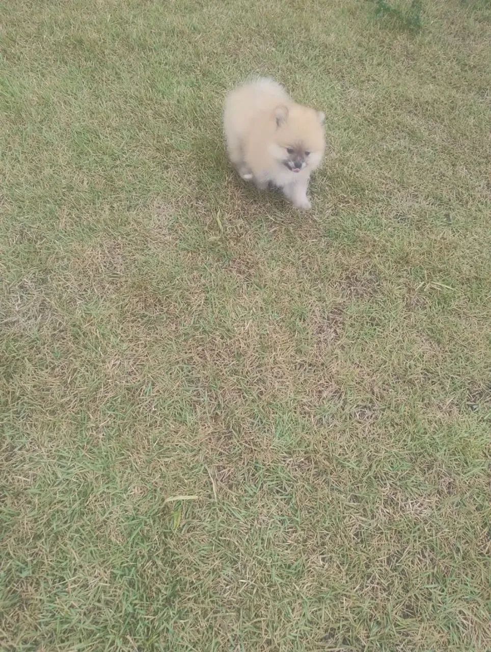 Filhote de Spitz Alemão macho