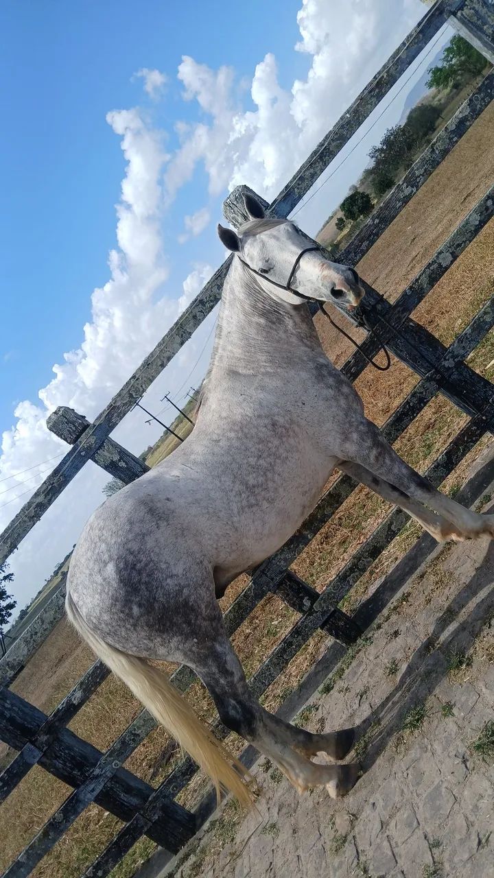 Vendo cavalo de 6 anos  - Foto 3