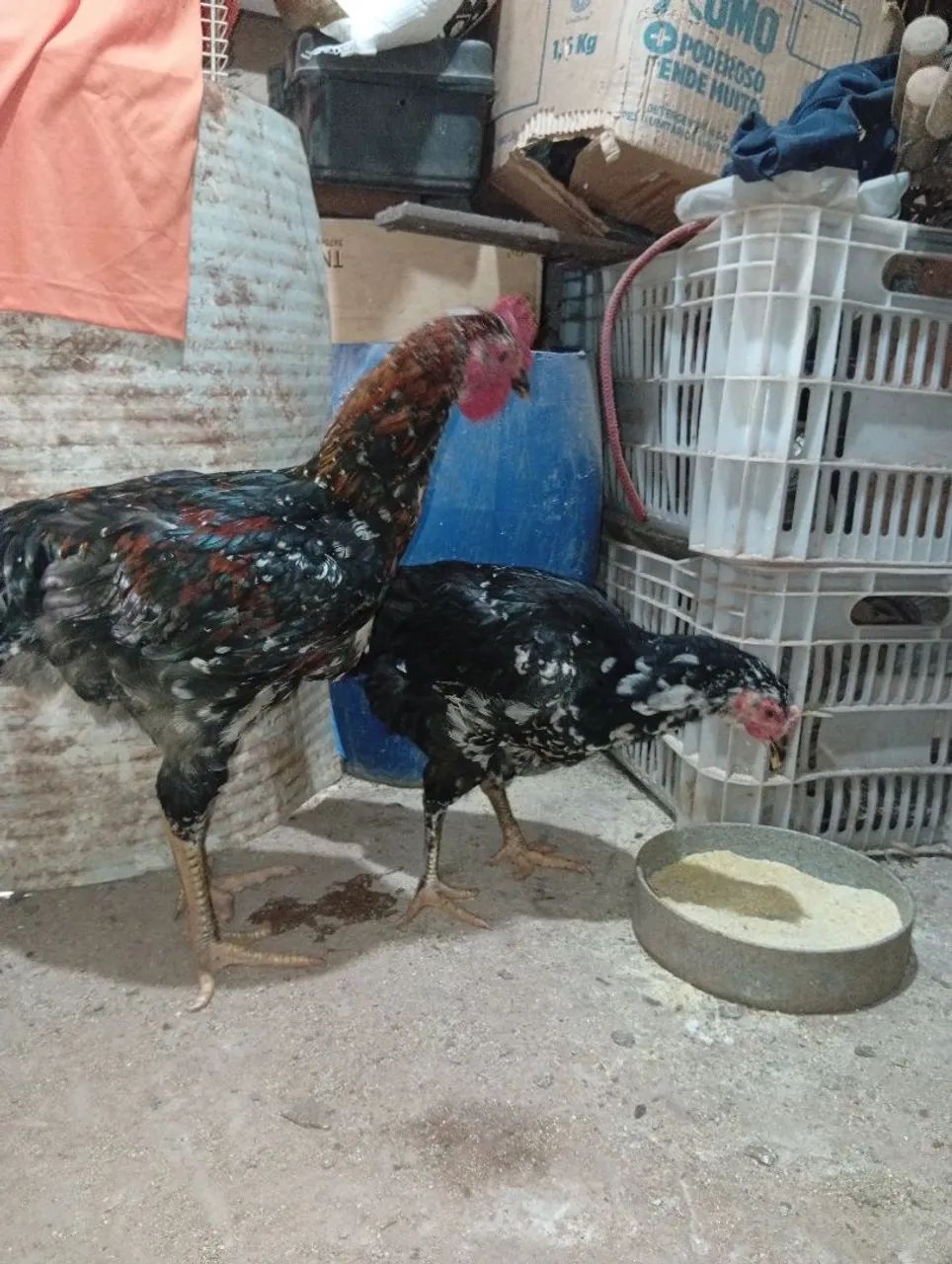 Casal de sertanejo balão  - Foto 3