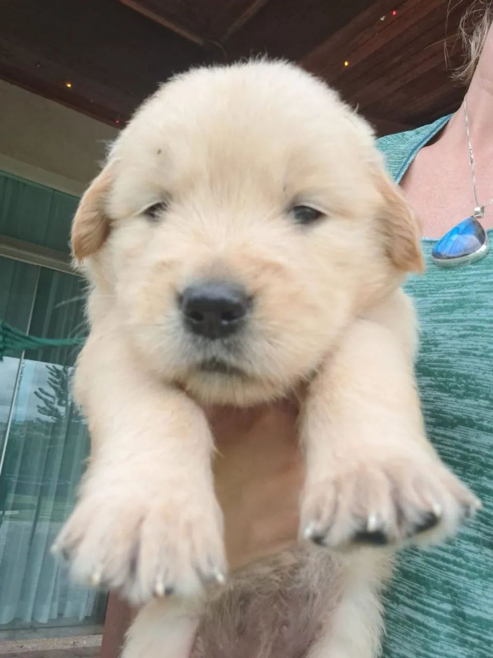 Golden Retriever - Foto 2