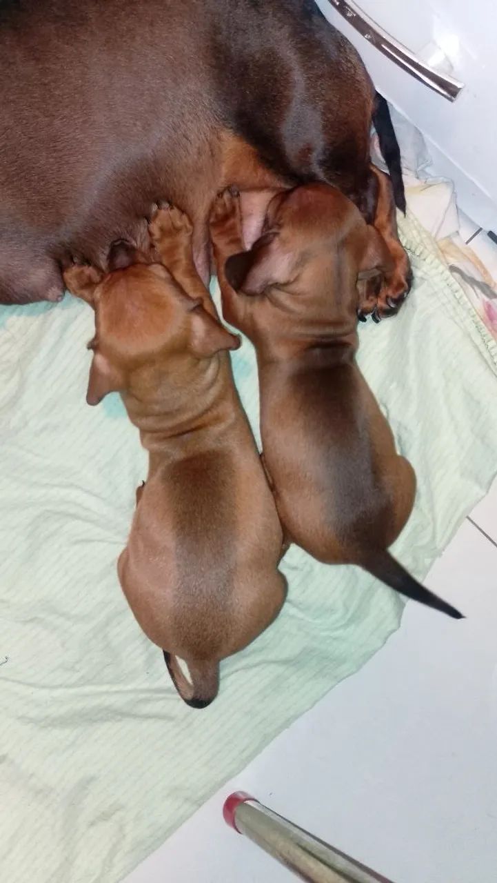 Dachshund pedigree  - Foto 4