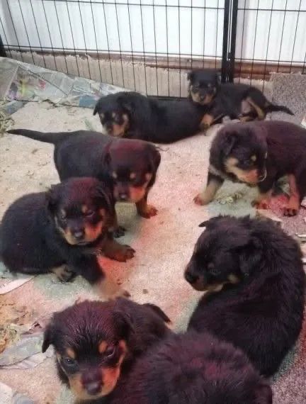 Rottweiler puro 