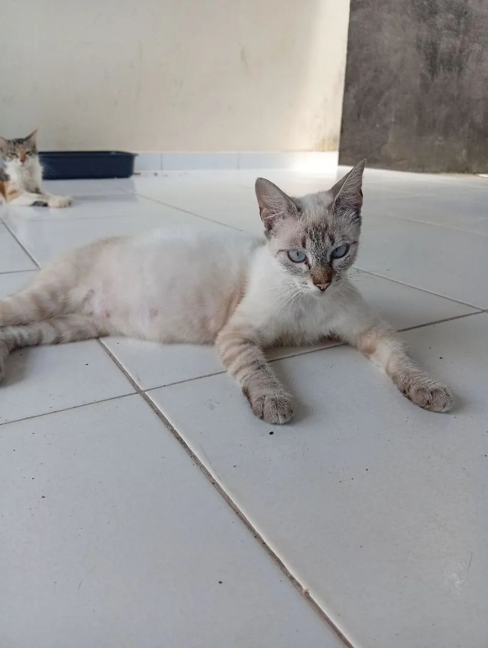 Doação de Gatas - Foto 4