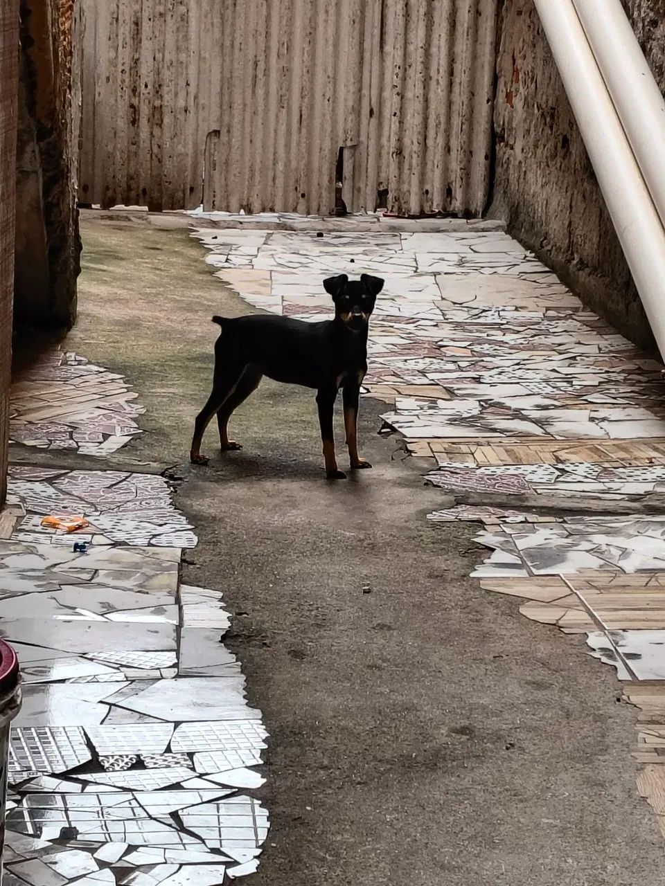 Pinscher 1