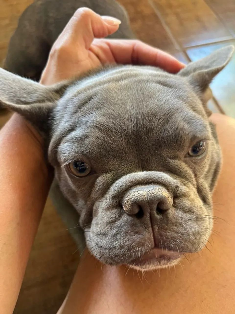Bulldog francês - Foto 3
