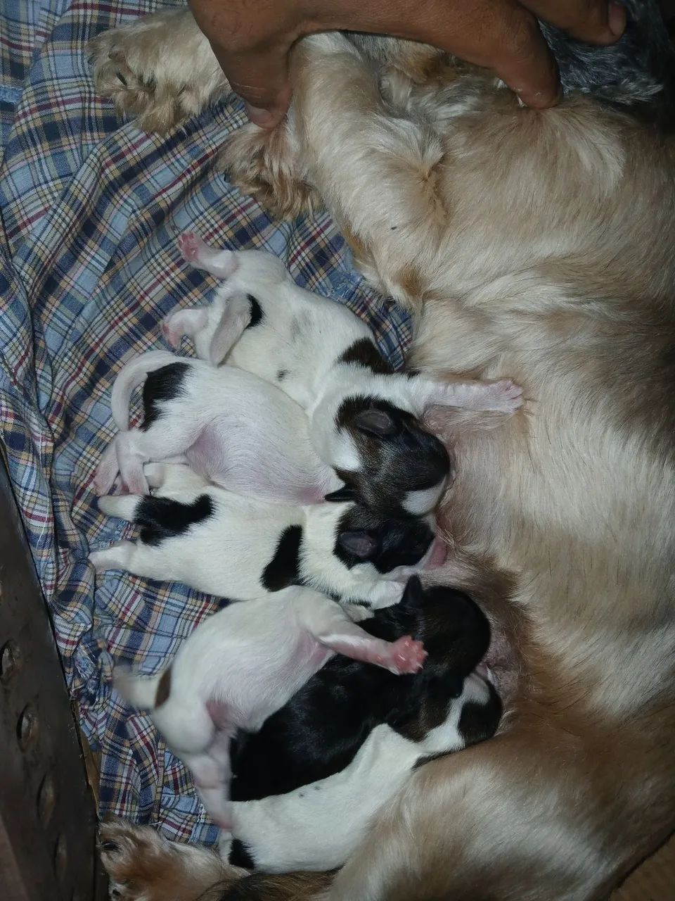 Cachorro 