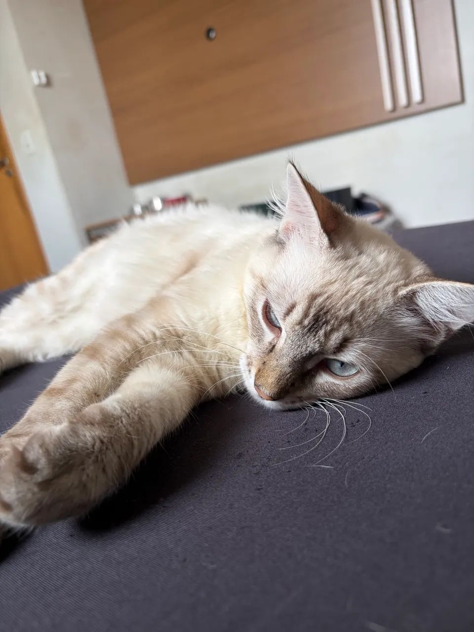 ADOÇÃO GATO MACHO - Foto 4