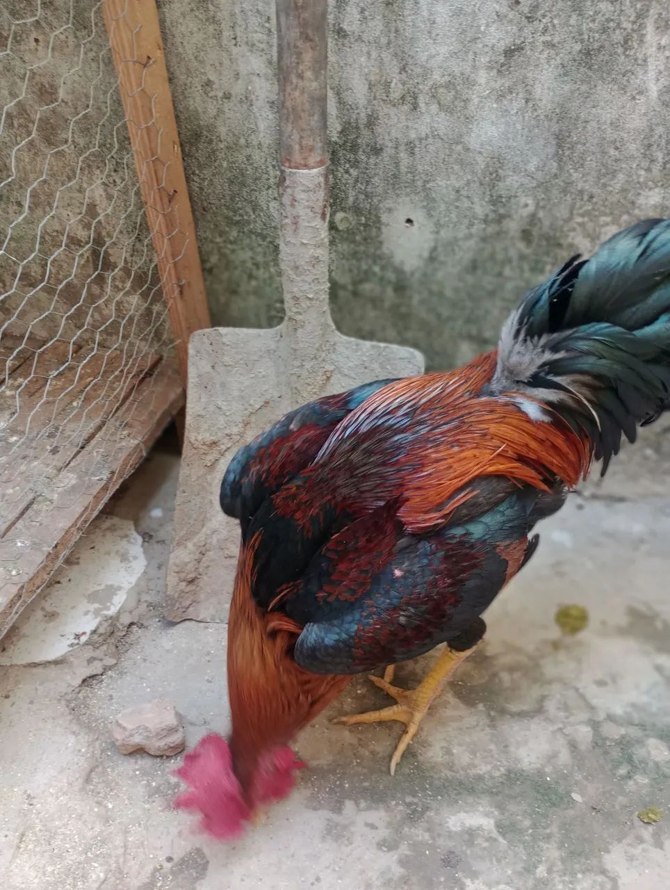 Galo - Foto 3