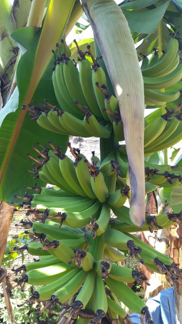 Mudas de banana nanica.25.00 cada. - Foto 5