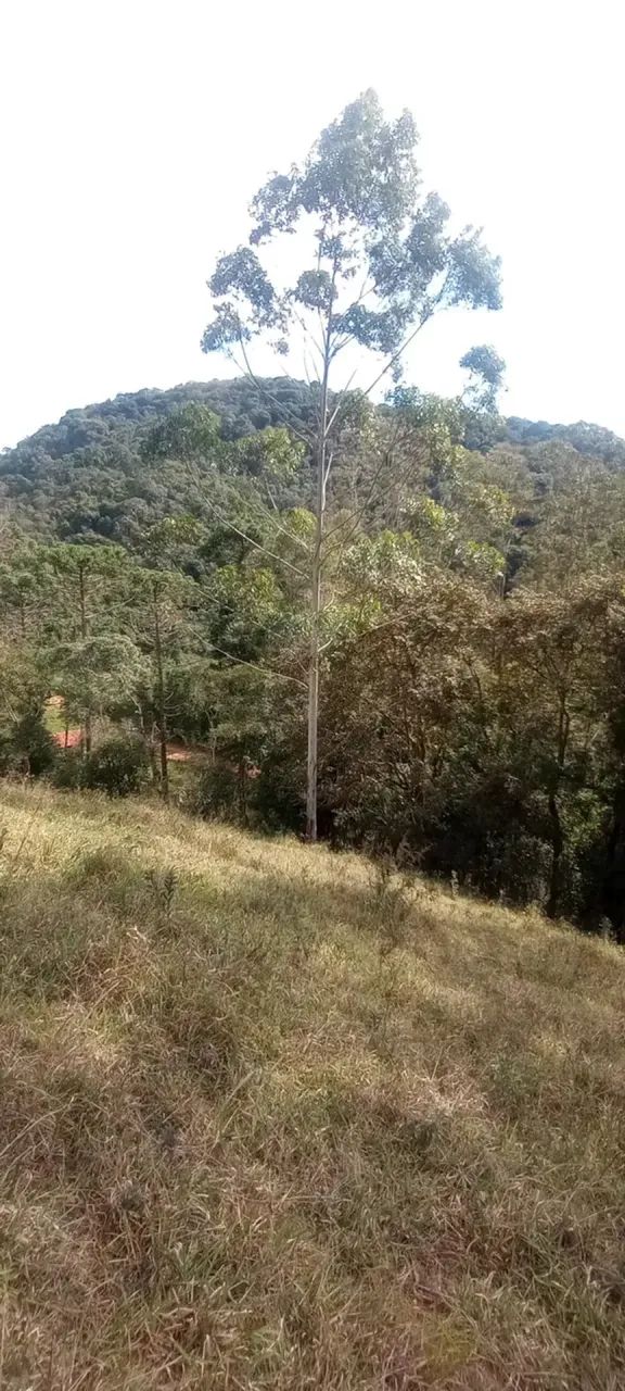 Área rural no Bairro da Paraibuna