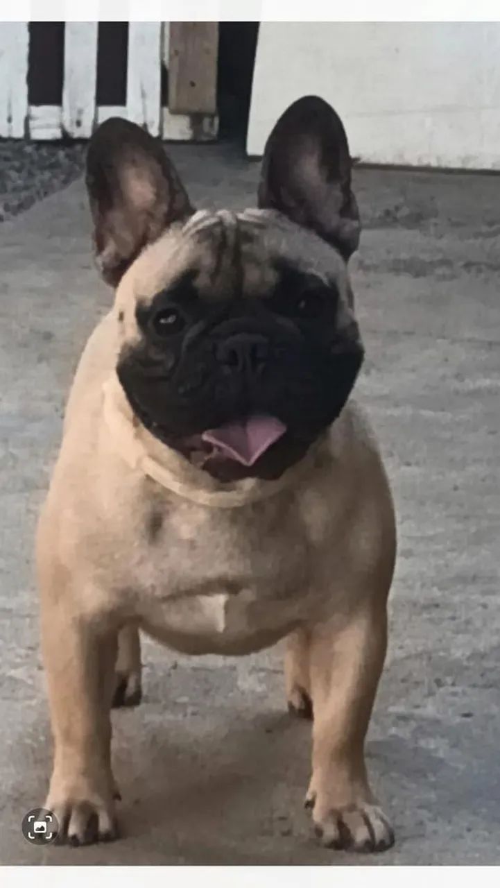 Venda de Buldogue Francês  - Foto 4