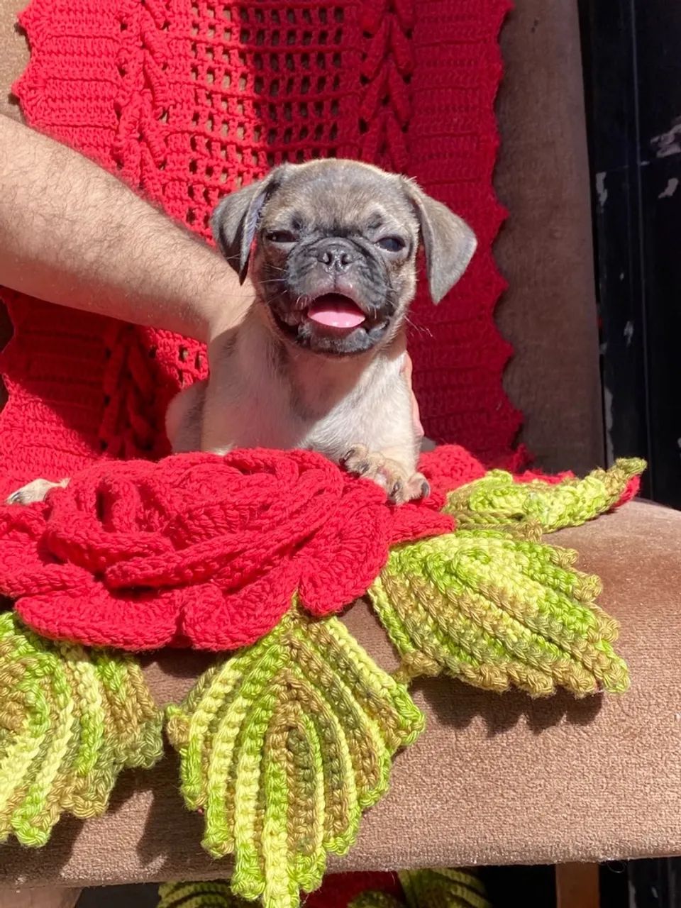 Pug puros  - Foto 3