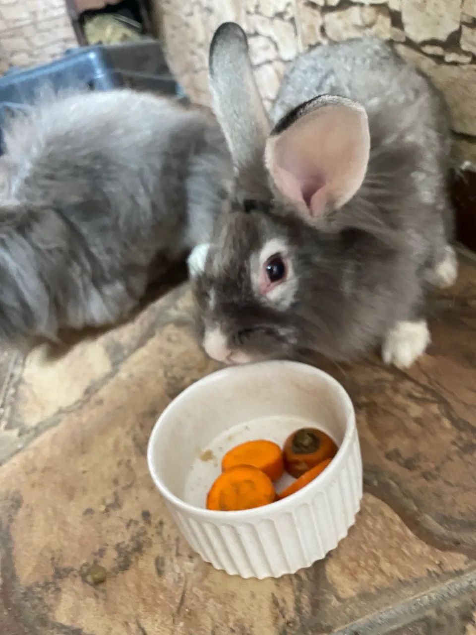 Casal de coelho  - Foto 5