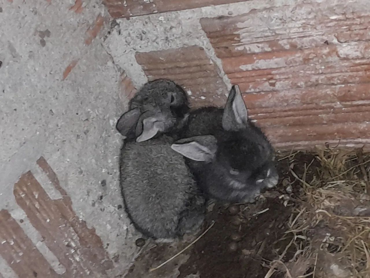 Coelhos  - Foto 2