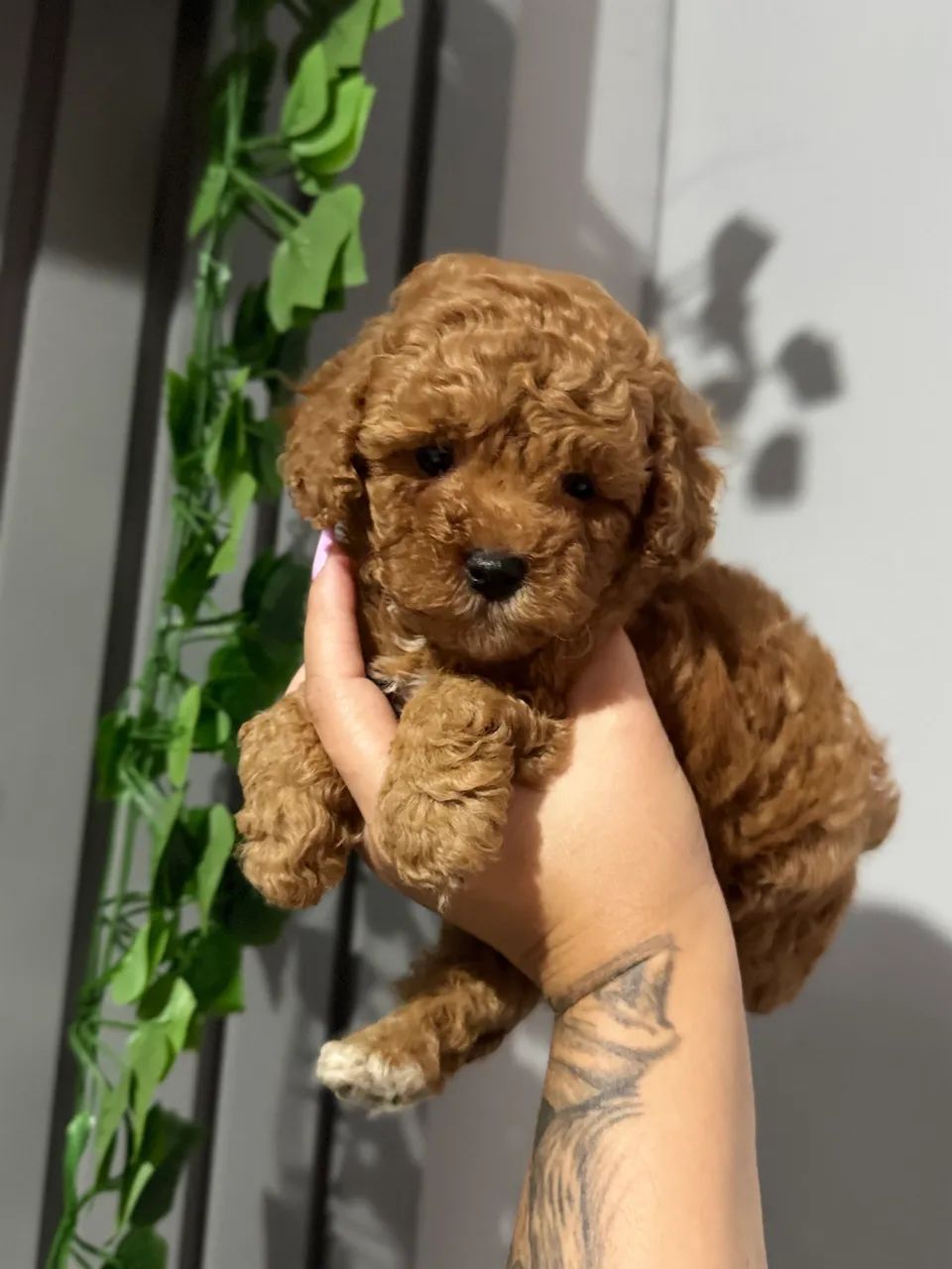 Poodle Toy Venda . 