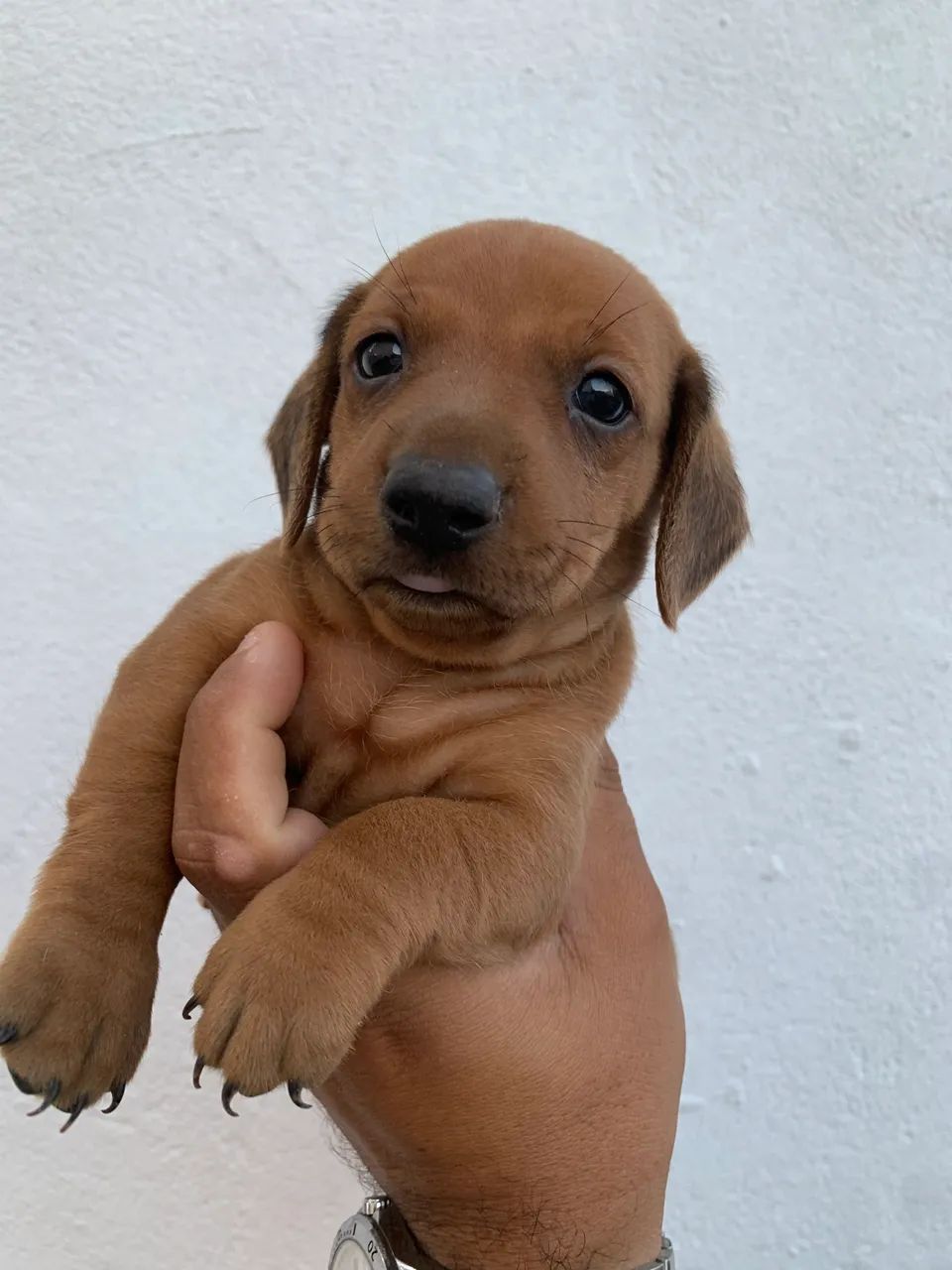 Dachshund filhote macho