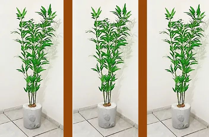 PLANTA DECORATIVA