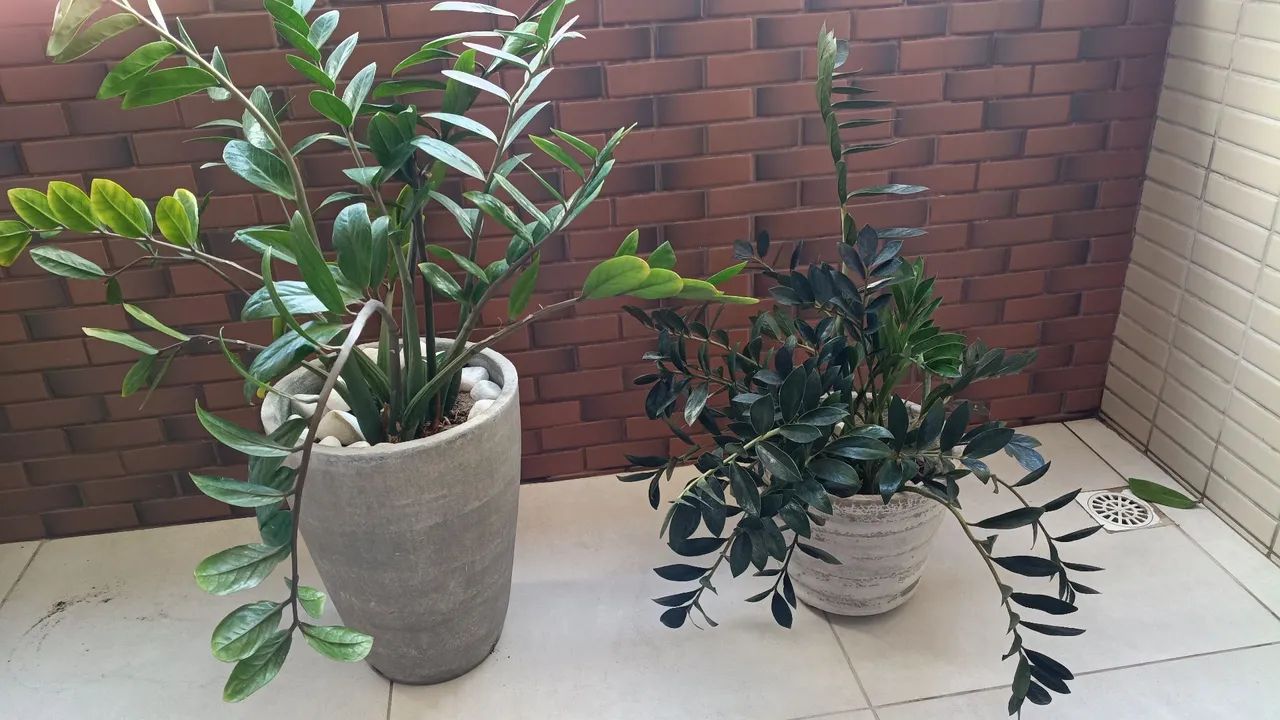 Plantas com vasos - Foto 2