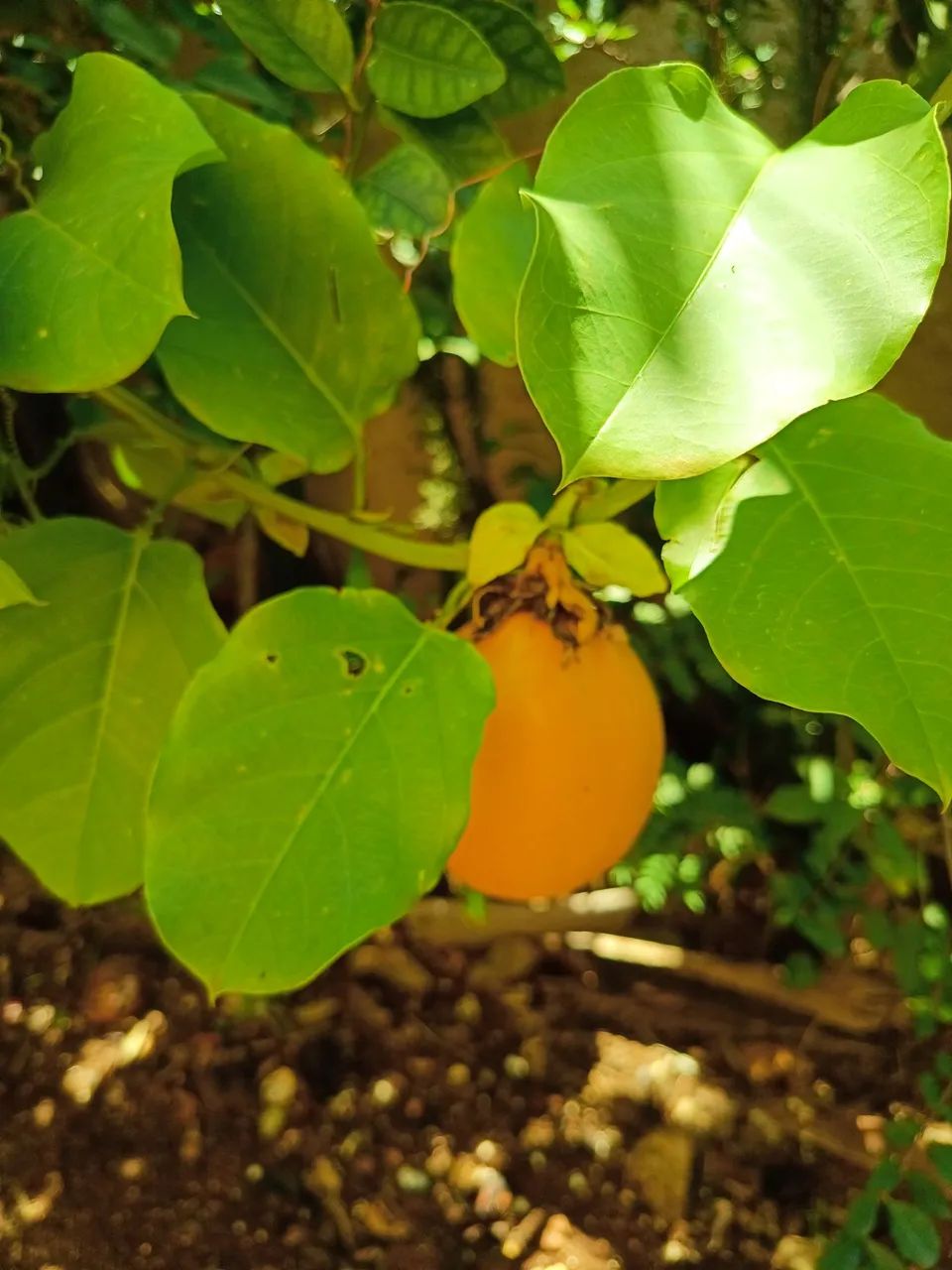 Vendo munda de maracujá doce - Foto 5