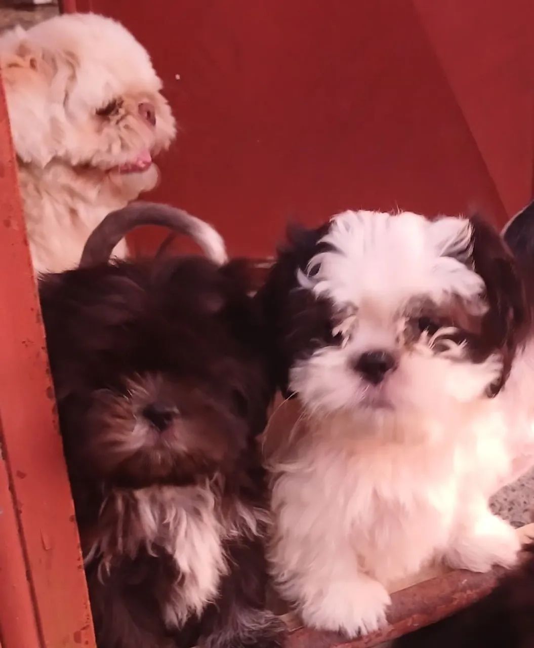 Filhotes macho de shih tzu 