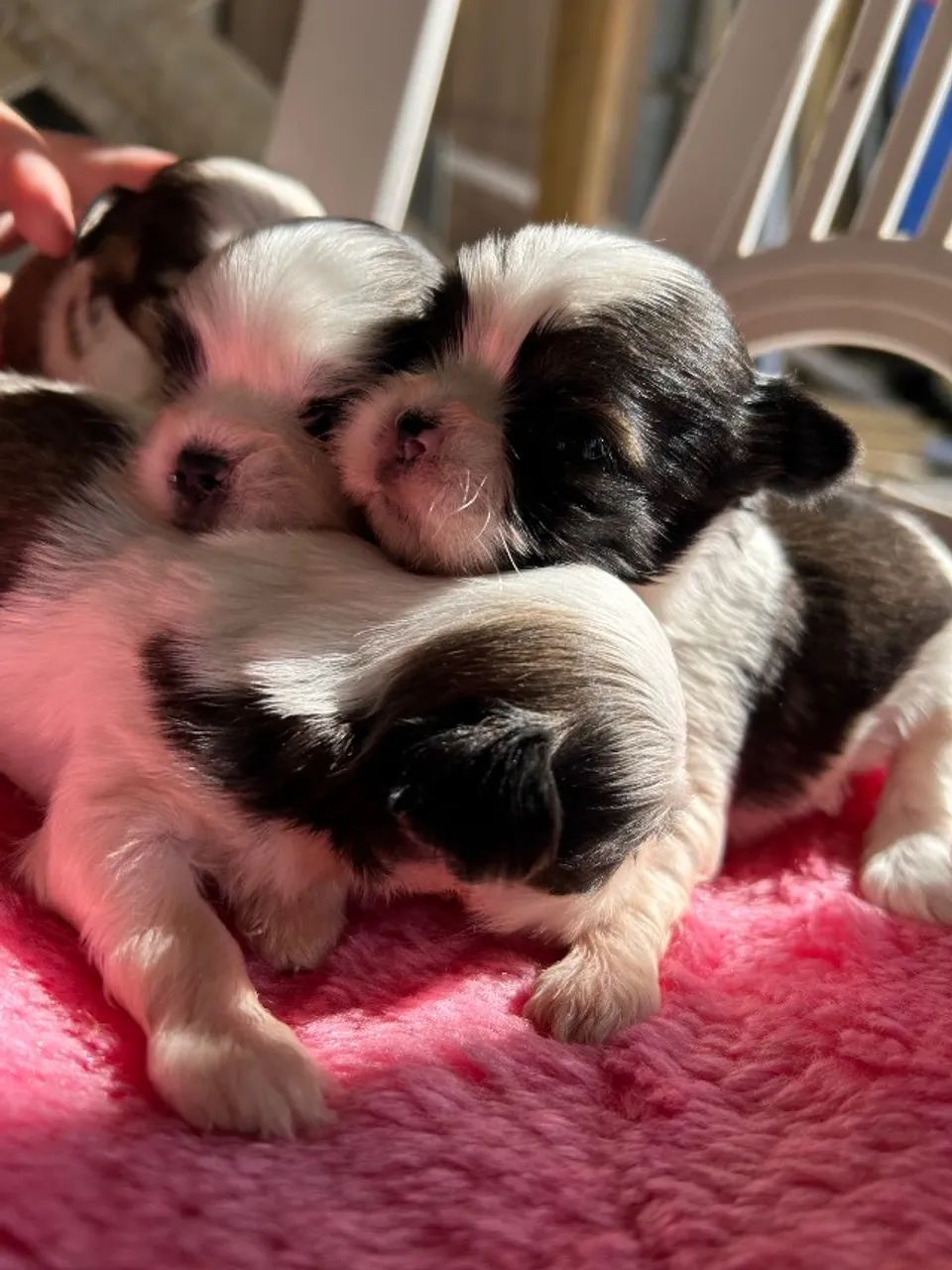 Filhotes shihtzu  - Foto 2