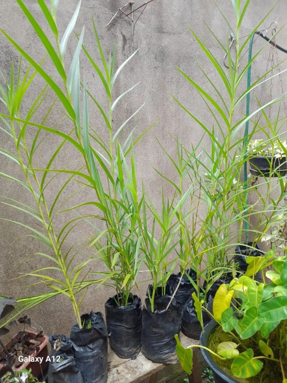 orquídea bambu