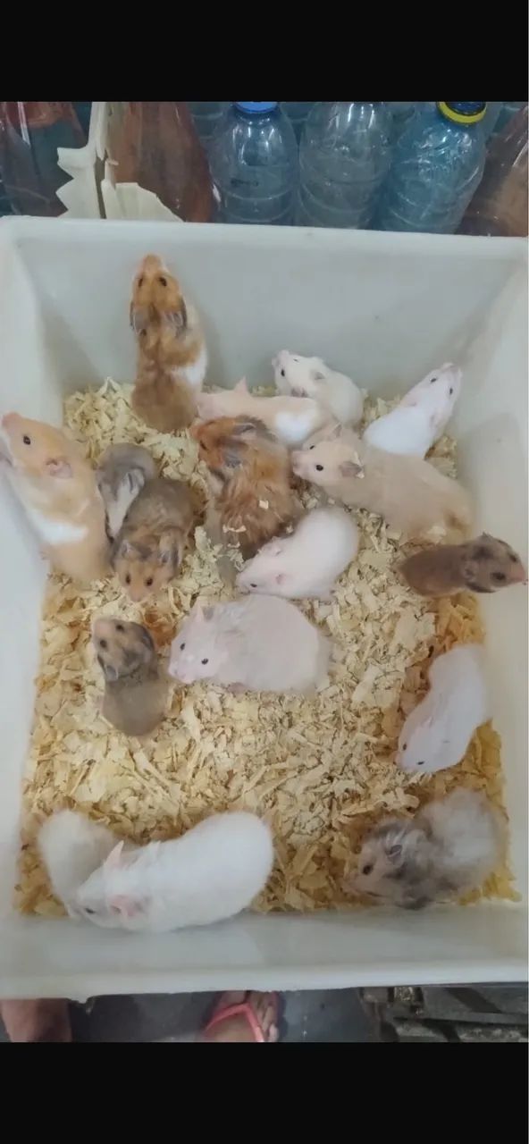 Hamsters russos e sírio  - Foto 2