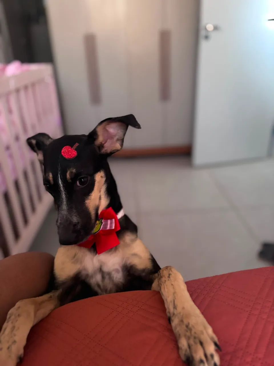 adoto  - Foto 2