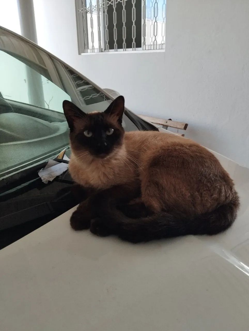Doação  - Foto 3