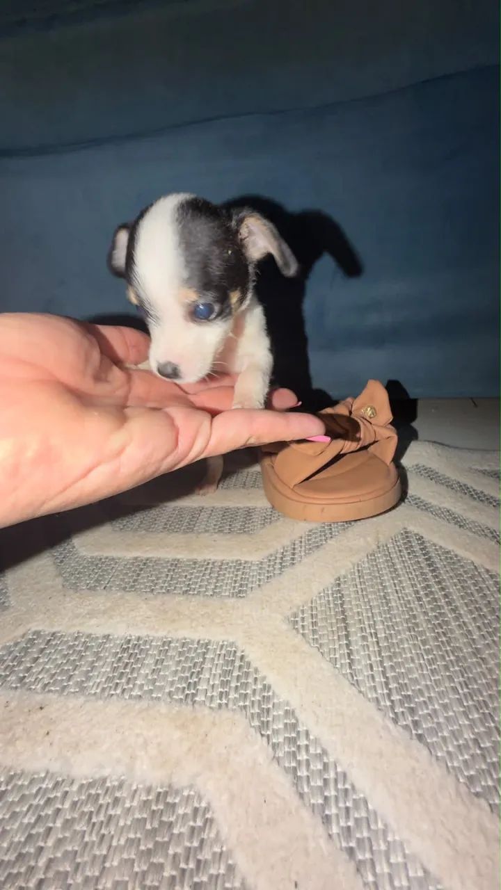 Pinscher zero Macho  - Foto 5