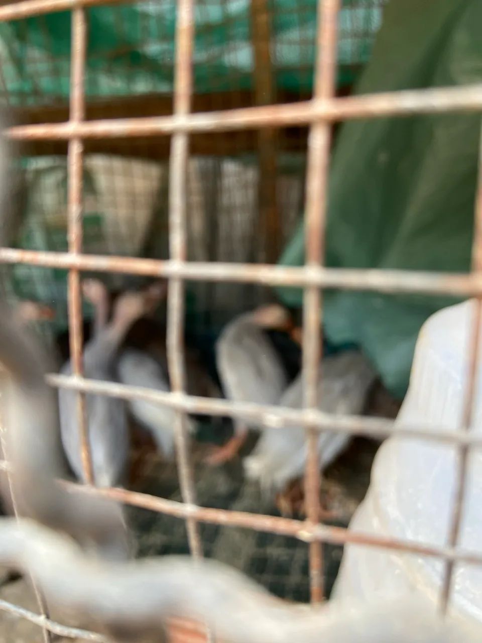 Angolista jovem  - Foto 3