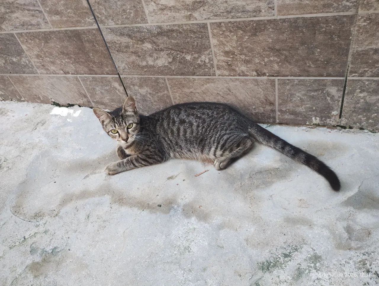 Doação, gato macho, 3 meses de vida