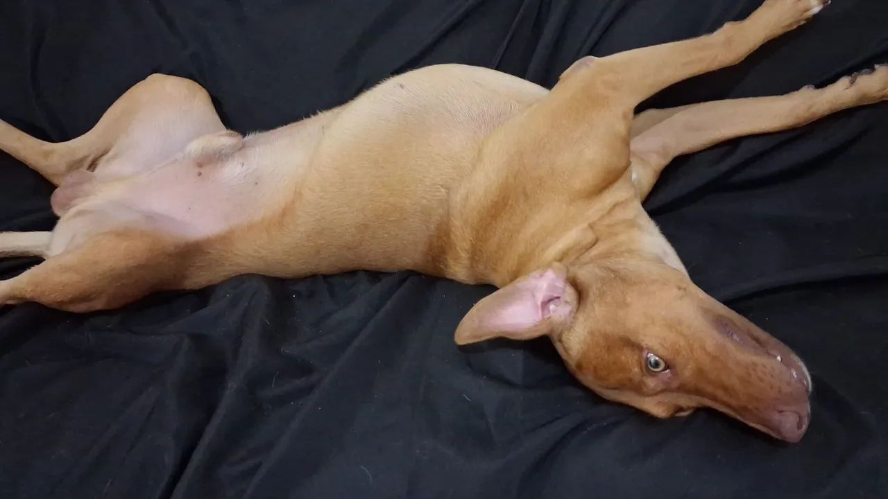 Doação de animal  - Foto 4